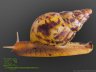 Achatina albopicta - 